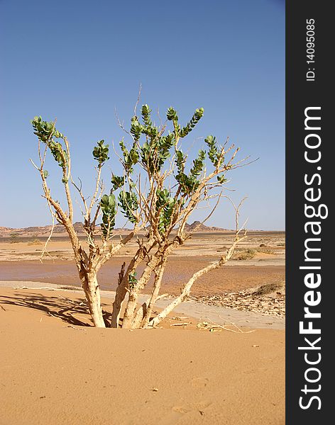 A tree in the desert of Libya, in Africa. A tree in the desert of Libya, in Africa