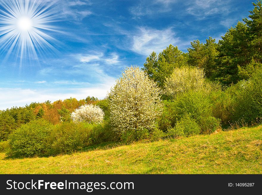 Beautiful Sun Above Spring Forest By Spring.