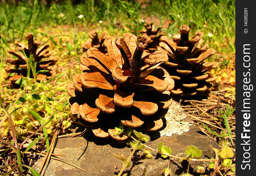 Three pine cones fallen to the earth. Three pine cones fallen to the earth.