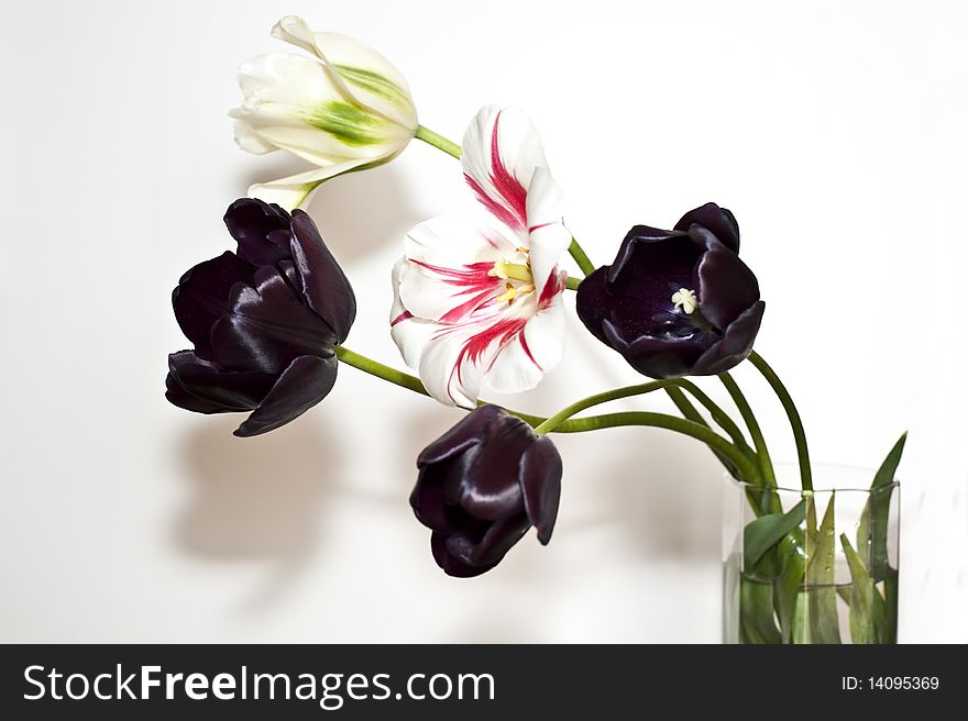 Group Three tulips blacks on white background