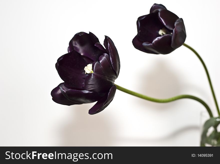 Group Two tulips blacks on white background. Group Two tulips blacks on white background