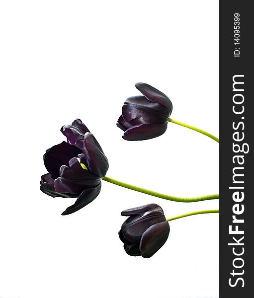Tulips blacks