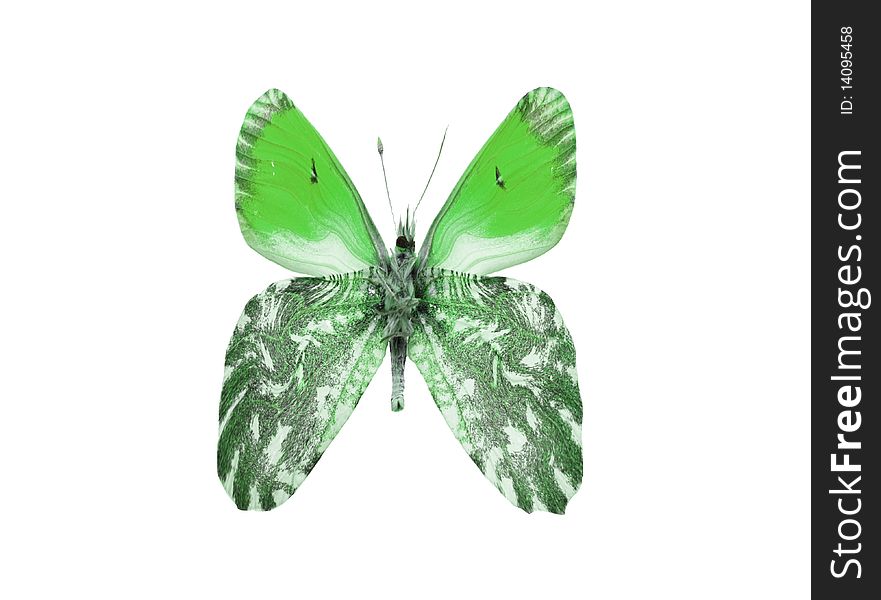 Green Monarch Butterfly