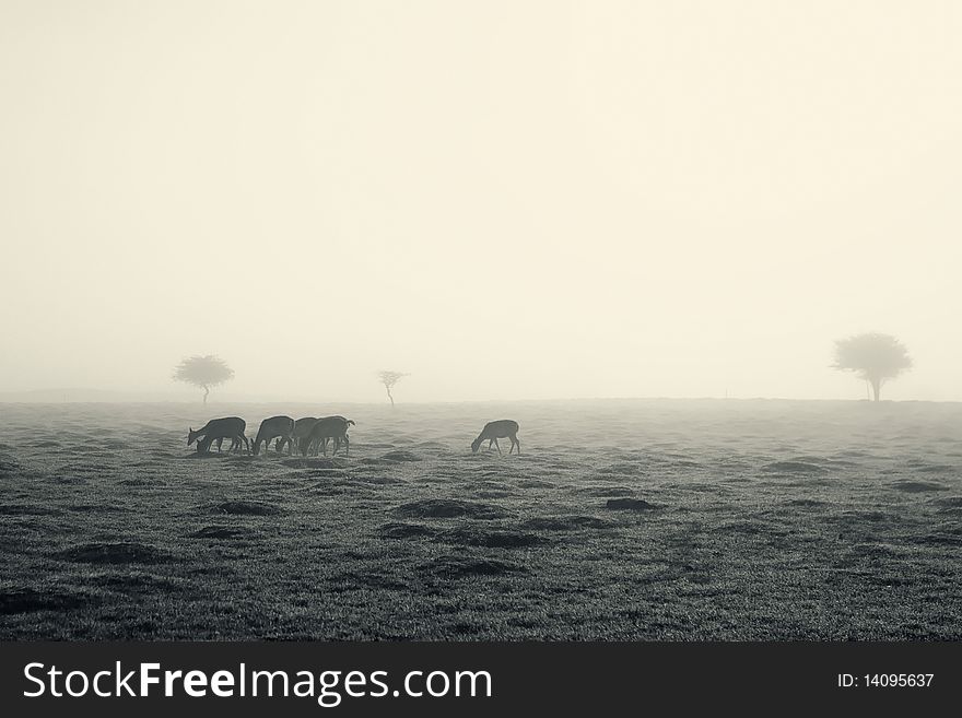 A group of fallow deer grazing in the early morning spring mist. A group of fallow deer grazing in the early morning spring mist.