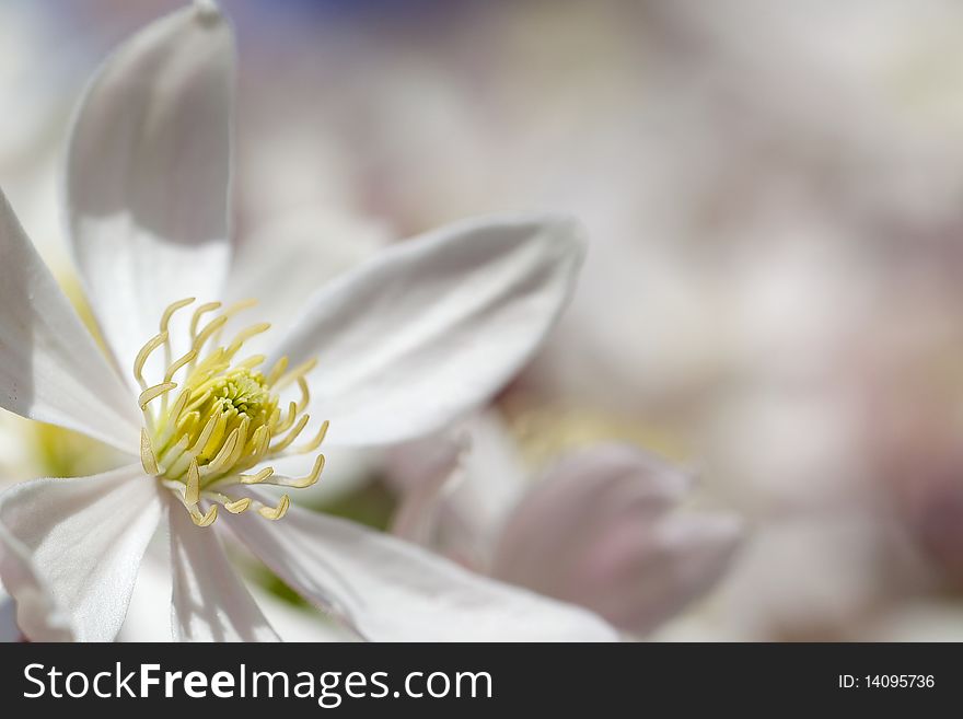 A closeup of the Clematis Armandii flower