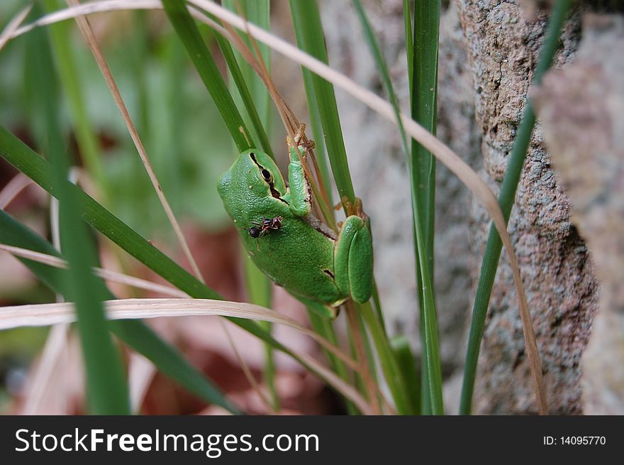 Green frog in a forest in springtime