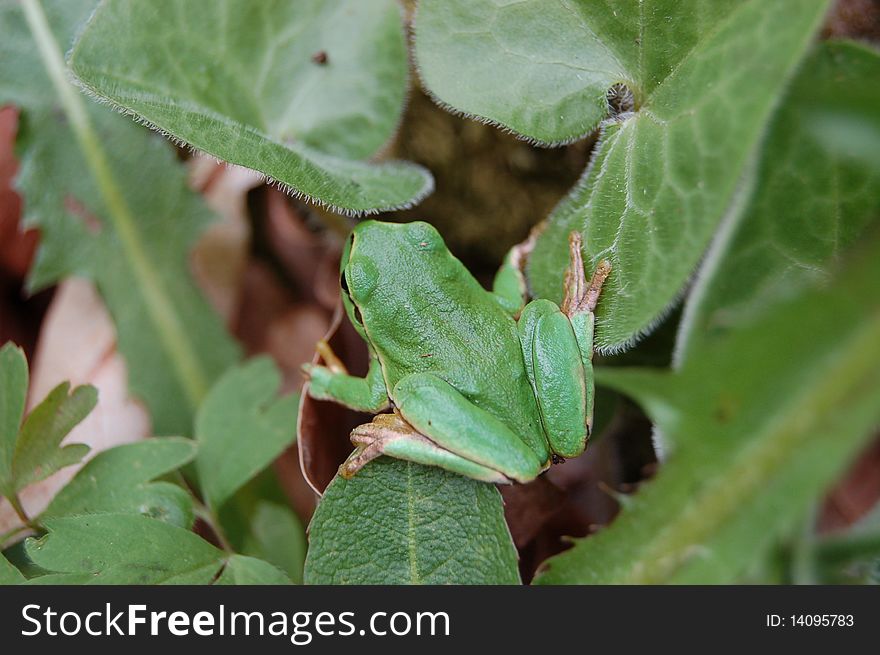 Green frog in a forest in springtime