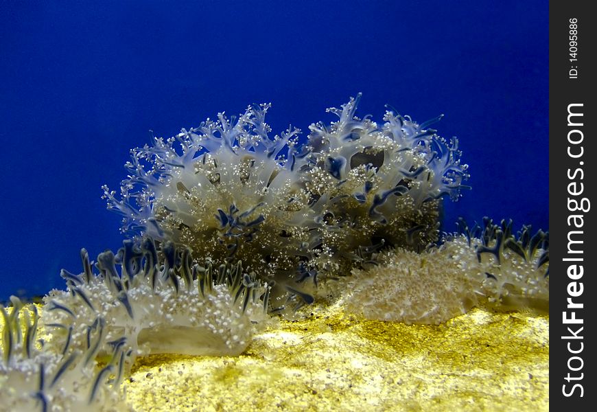 Underwater view of marine vegetation growing on rock in Maldive sea