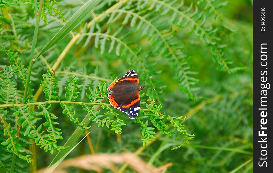 Red Admiral - Vanessa atalanta butterfly