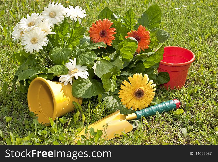 Flowers of different colors and types to be planted in a garden. Flowers of different colors and types to be planted in a garden