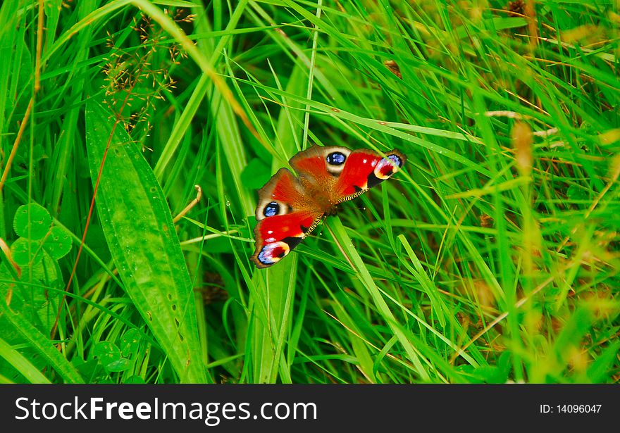 Peacock Butterfly - Inachis io - Waterford, Ireland