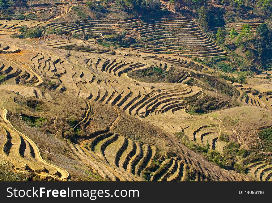 Stairways Rice Fields