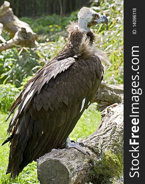 Eurasian black vulture 7