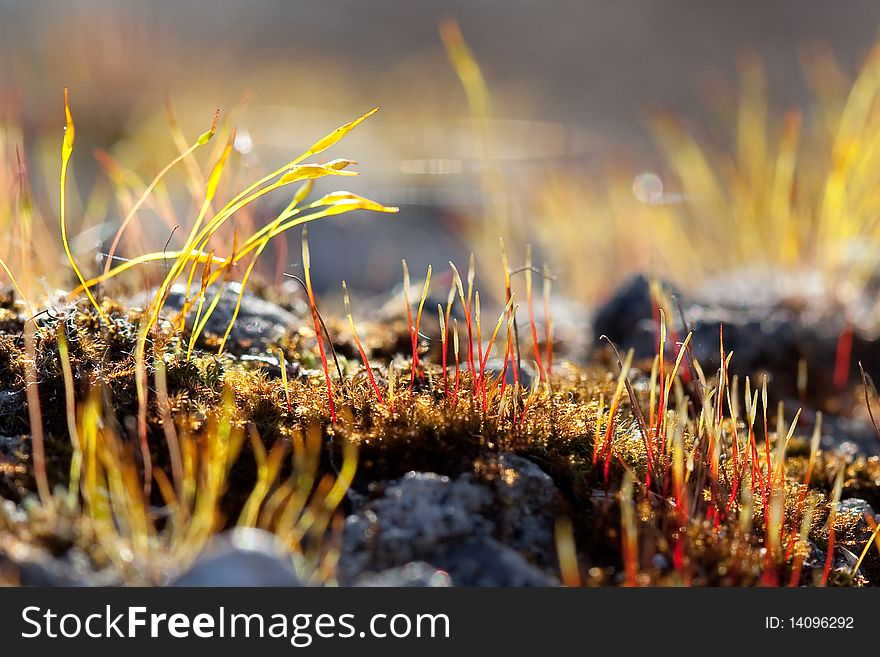 Beautiful and colorful moss sprout early spring. Beautiful and colorful moss sprout early spring