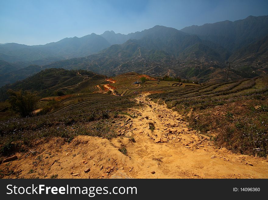 Stairways Rice Fields