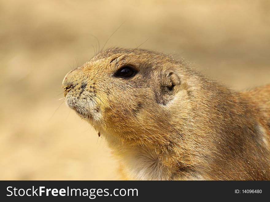 Animals: Portrait of a cute prairie dog. Animals: Portrait of a cute prairie dog