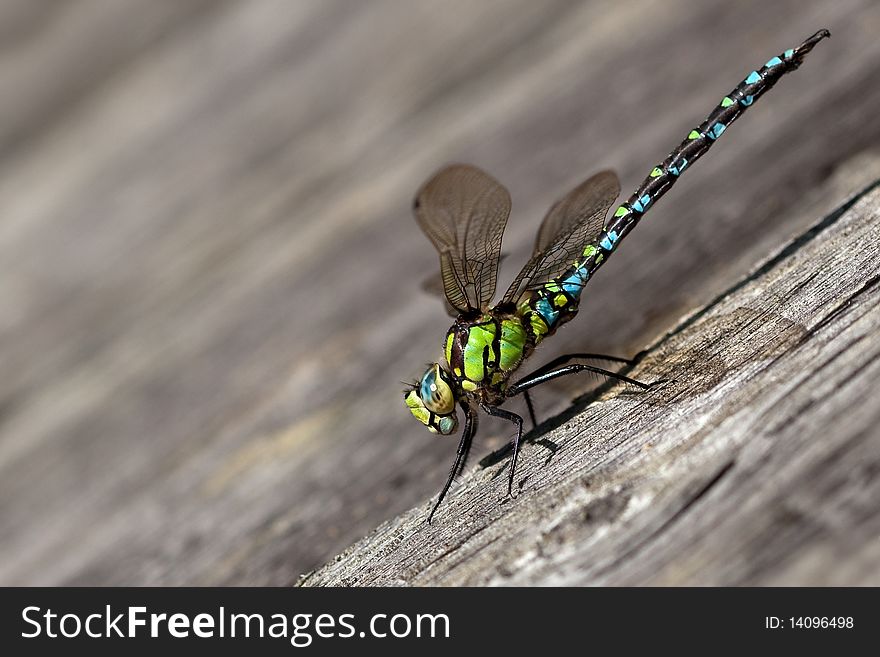 Migrant Hawker dragonfly on the wall. Migrant Hawker dragonfly on the wall