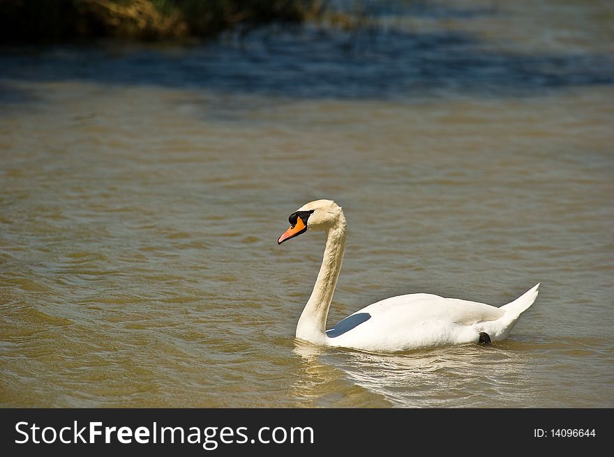 Mute Swan swimming in calmness and elegance