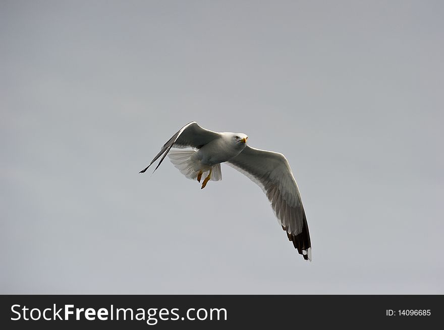 Adult Herring Gull overflying and watching with a sharp eye