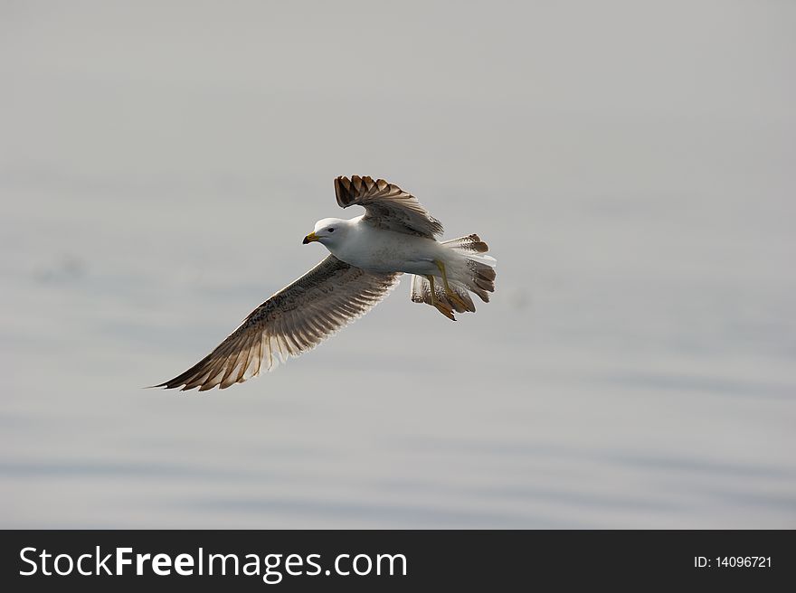 Adult Herring Gull overflying and watching with a sharp eye