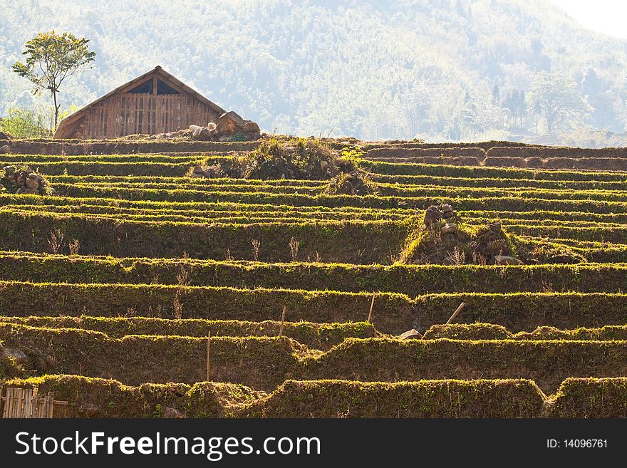 Stairways Rice Fields