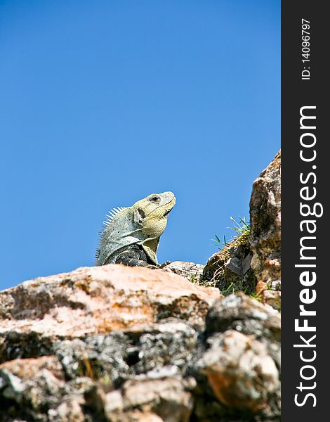 Iguana at mayan ruins mexico