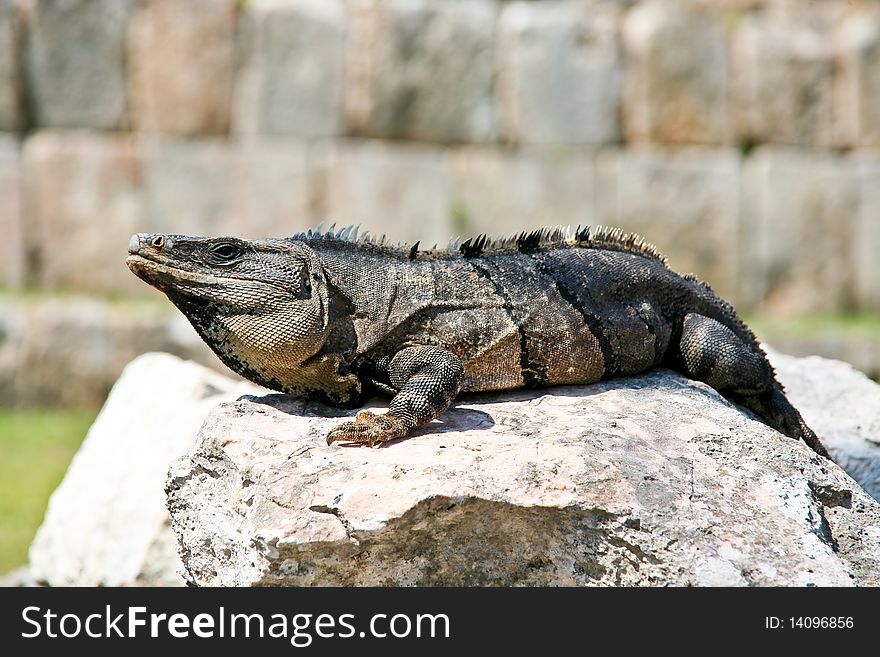 Iguana at mayan ruins mexico