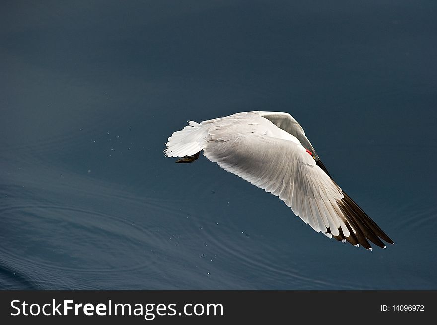 AudouinÂ´s Gull (Larus audouinii) hiding her head under her wings while in flight at the mediterranean sea. AudouinÂ´s Gull (Larus audouinii) hiding her head under her wings while in flight at the mediterranean sea