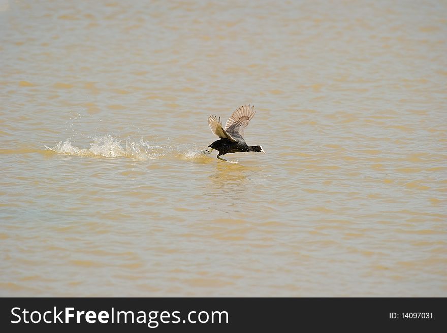 Moorhen (Gallinula chloropus) taking off at a lagoon of the Aiguamolls del Emporda Nature parc
