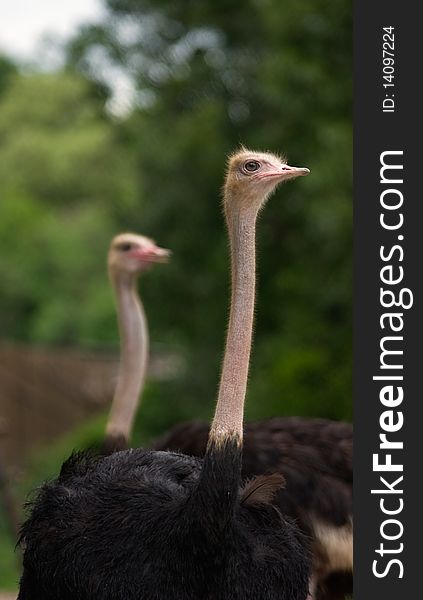 A couple of Ostrich walking together