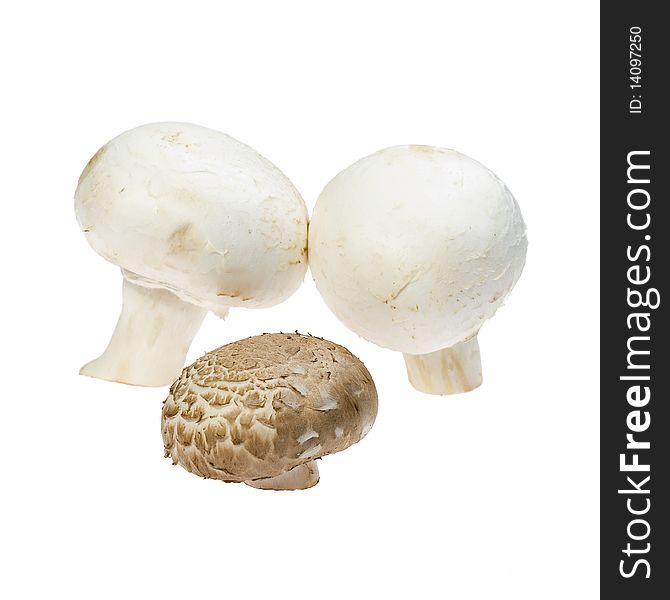 Three mushrooms on a white background