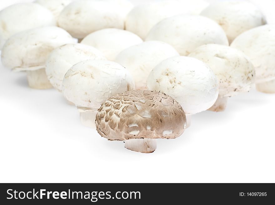 Mushroom forest on a white background