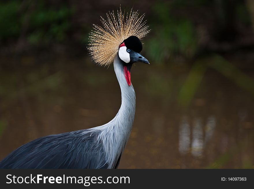 A colorful and beautiful crown crane. A colorful and beautiful crown crane.