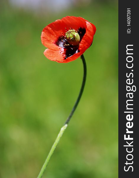 Close up image of red poppy flower