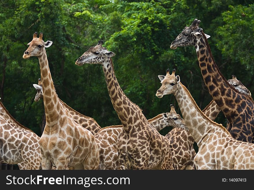 A group of Giraffes walking together