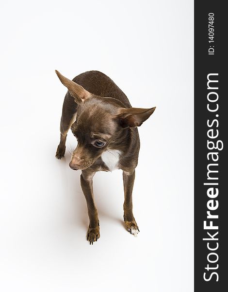 Picture of a funny curious toy terrier dog looking up. white background