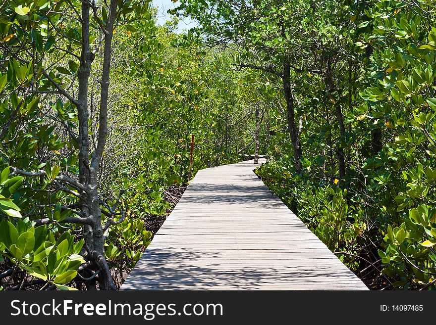 The mangrove forest and the bridge for education. The mangrove forest and the bridge for education