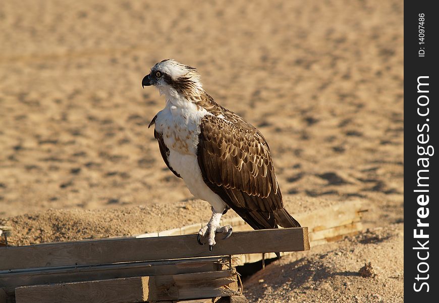 Eagle sit on balk. Sand background. Egypt.