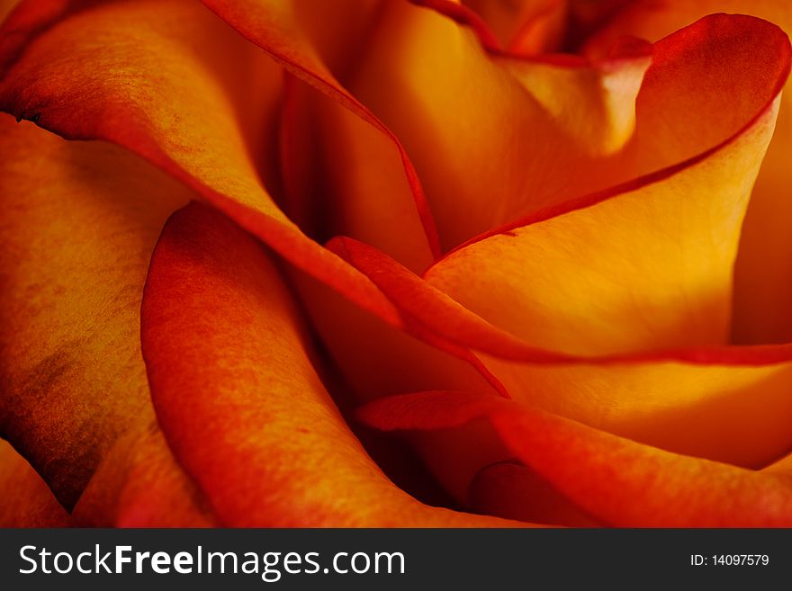 Macro image of a beautiful orange colored rose. Macro image of a beautiful orange colored rose.