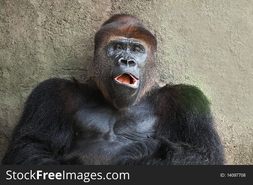 Silver Back Lowland Gorilla with a yawning expression.