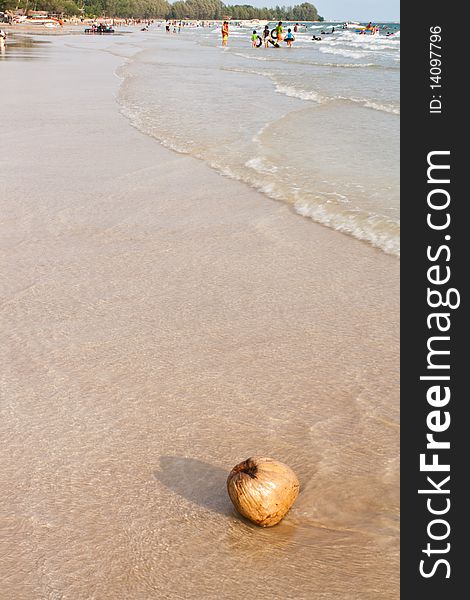The coconut on the beach ,relaxation for life