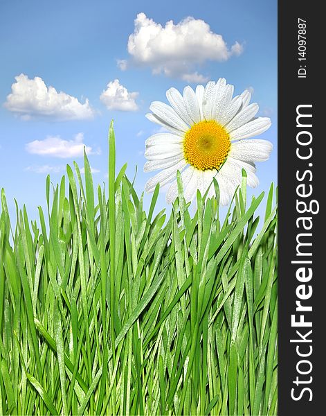 Green grass and camomile on the  background of the blue sky.