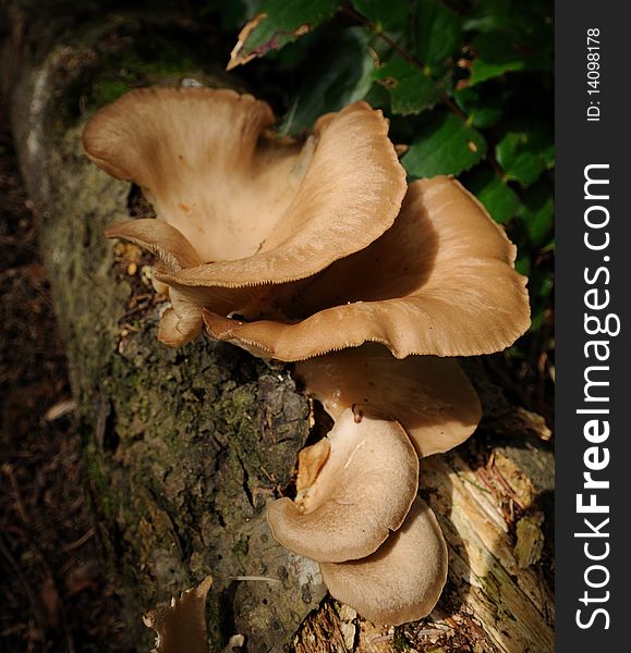 Series of layered mushroooms growing on a log in the forest.