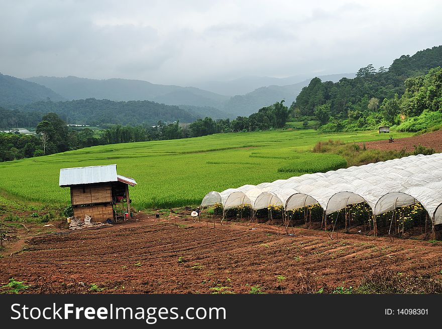 Rice field in north of Thailand