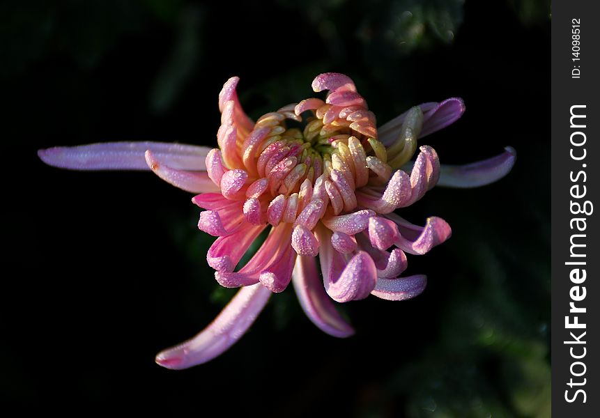 Chrysanthemum