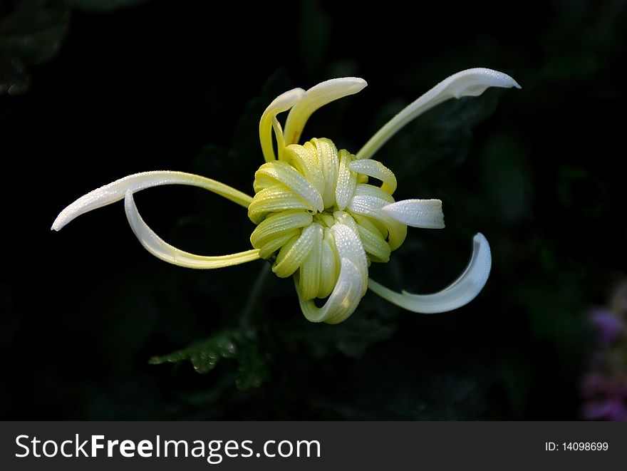 In the morning,a white chrysanthemum smiling under the sunshine