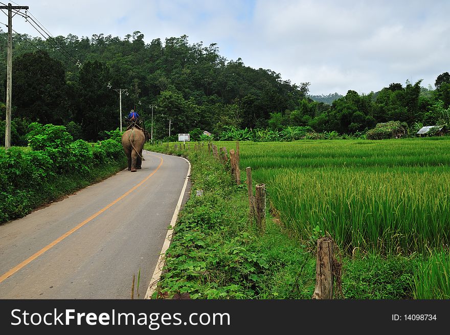 Rice field with elephant in north of Thailand