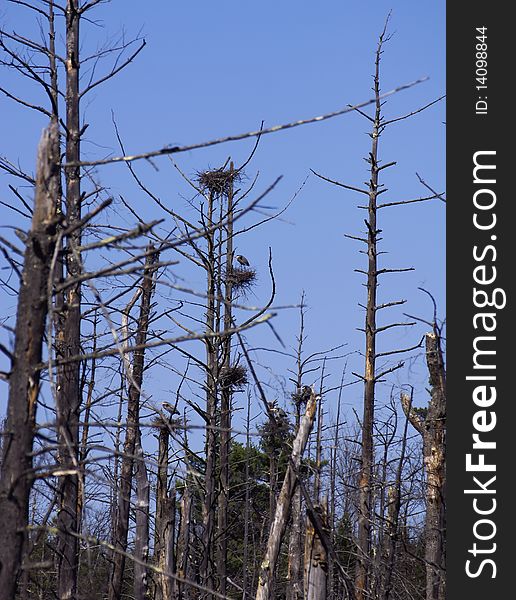 Birds on large nests on the tops of the trees. Birds on large nests on the tops of the trees