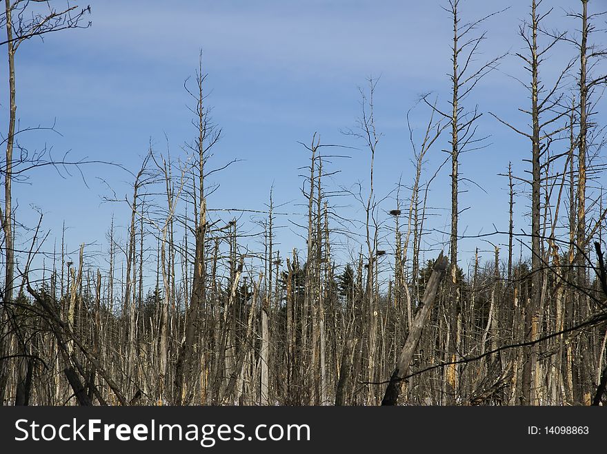 Large nests in the tree tops against the winter sky. Large nests in the tree tops against the winter sky