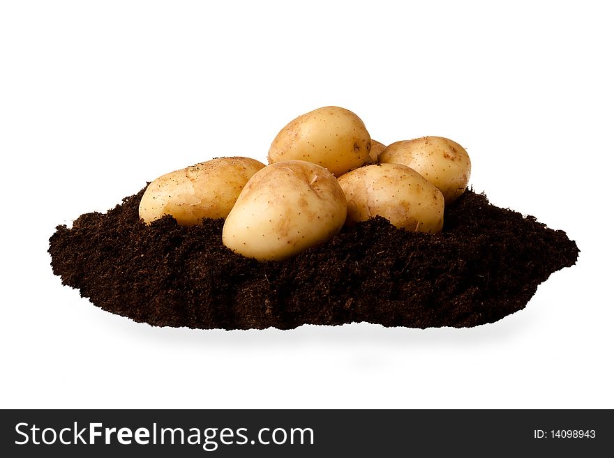 New potatoes in soil  isolated